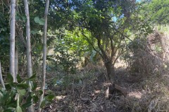 small-trees-and-shrubs